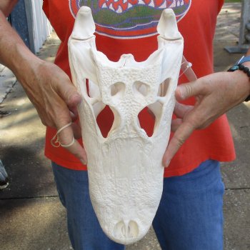 14-1/2" Florida Alligator Skull - $110