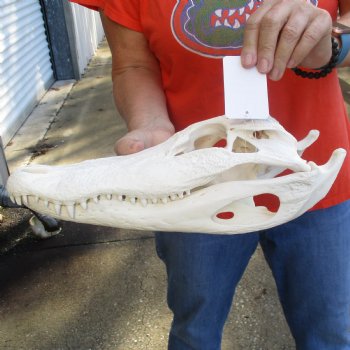 14-1/2" Florida Alligator Skull - $110