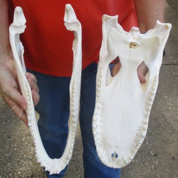 14-1/2" Florida Alligator Skull - $110