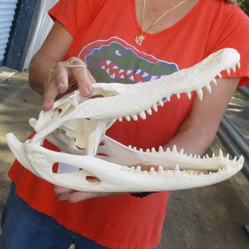 14-1/2" Florida Alligator Skull - $110