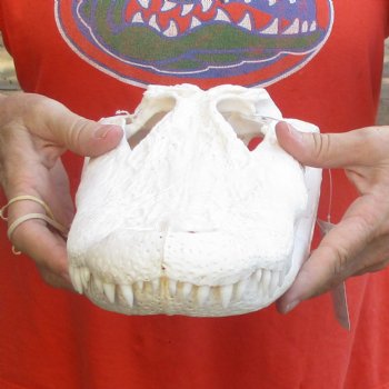 14-1/2" Florida Alligator Skull - $110