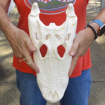 14-1/2" Florida Alligator Skull - $110