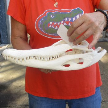 14-1/2" Florida Alligator Skull - $110