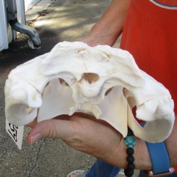 14-1/2" Florida Alligator Skull - $110