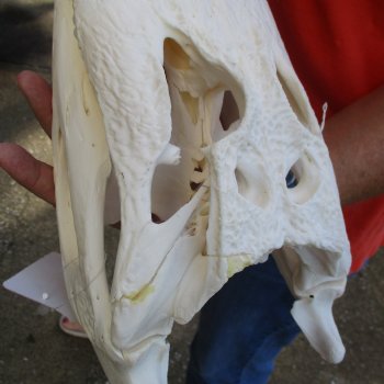 14-1/2" Florida Alligator Skull - $110