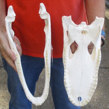 14-1/2" Florida Alligator Skull - $110