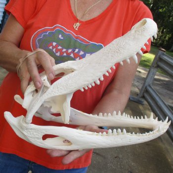 14-3/4" Florida Alligator Skull - $110