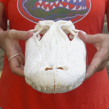 14-3/4" Florida Alligator Skull - $110