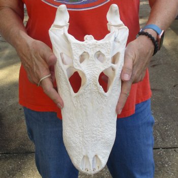 14-3/4" Florida Alligator Skull - $110