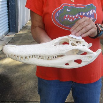 14-3/4" Florida Alligator Skull - $110