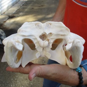 14-3/4" Florida Alligator Skull - $110