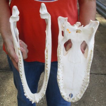 14-3/4" Florida Alligator Skull - $110