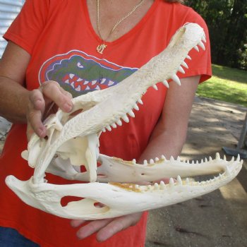 14-3/4" Florida Alligator Skull - $110