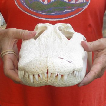 14-3/4" Florida Alligator Skull - $110