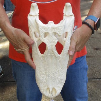 14-3/4" Florida Alligator Skull - $110