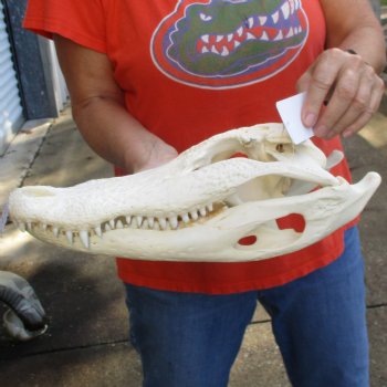 14-3/4" Florida Alligator Skull - $110