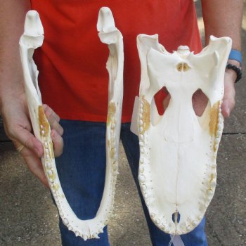 14-3/4" Florida Alligator Skull - $110