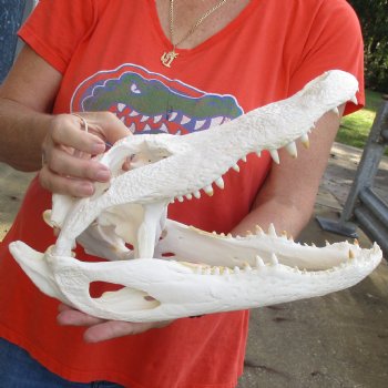 B-Grade 14-1/2" Florida Alligator Skull - $105