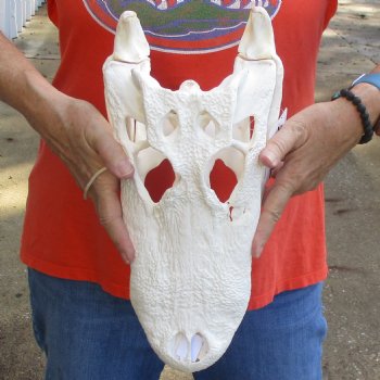 B-Grade 14-1/2" Florida Alligator Skull - $105