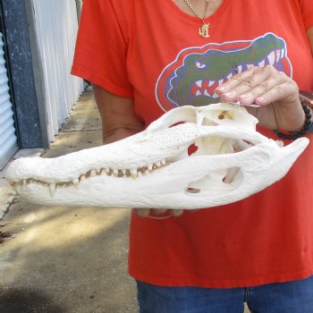 B-Grade 14-1/2" Florida Alligator Skull - $105