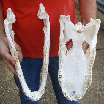 B-Grade 14-1/2" Florida Alligator Skull - $105