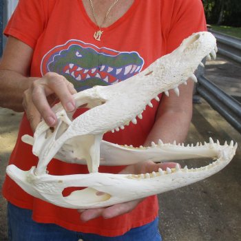 14" Florida Alligator Skull - $110