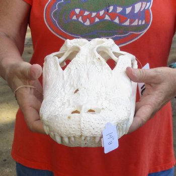 14" Florida Alligator Skull - $110