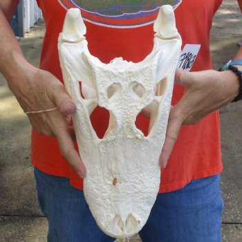 14" Florida Alligator Skull - $110