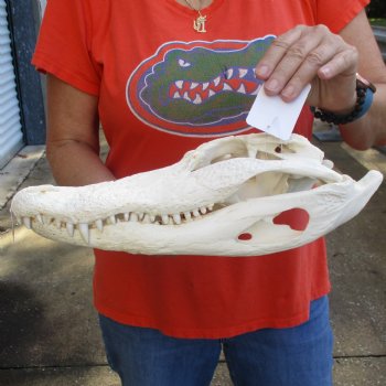 14" Florida Alligator Skull - $110