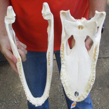 14" Florida Alligator Skull - $110