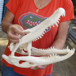 14-3/4" Florida Alligator Skull - $115