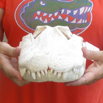 14-3/4" Florida Alligator Skull - $115