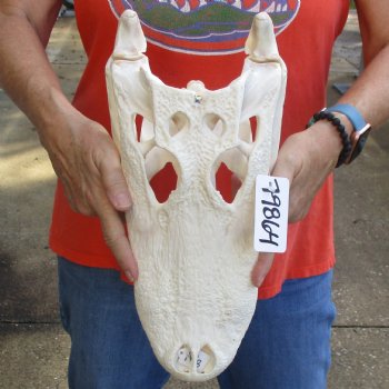 14-3/4" Florida Alligator Skull - $115