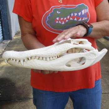 14-3/4" Florida Alligator Skull - $115