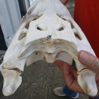 14-3/4" Florida Alligator Skull - $115