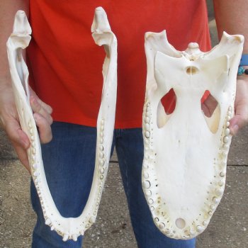 14-3/4" Florida Alligator Skull - $115