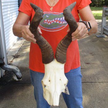 19" Horns on Male Red Hartebeest Skull Plate - $60