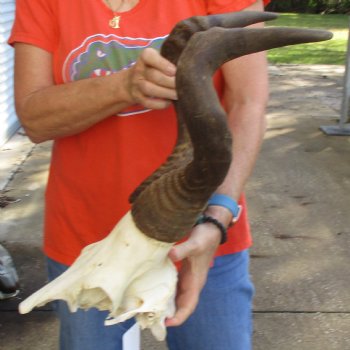 19" Horns on Male Red Hartebeest Skull Plate - $60