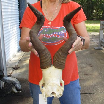 19" Horns on Male Red Hartebeest Skull Plate - $60