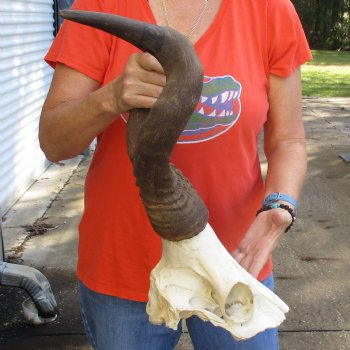 19" Horns on Male Red Hartebeest Skull Plate - $60