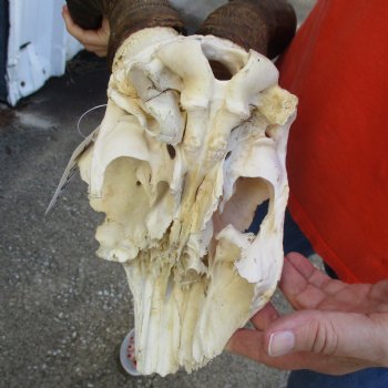 19" Horns on Male Red Hartebeest Skull Plate - $60