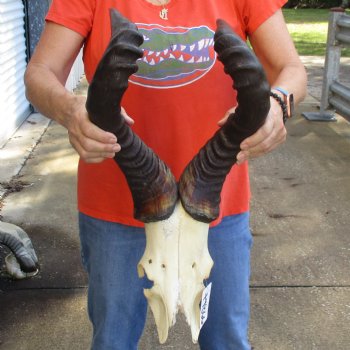 23" Horns on Male Red Hartebeest Skull Plate - $60