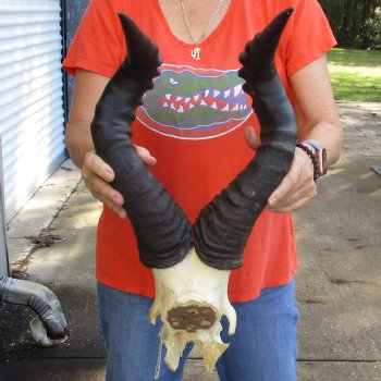 23" Horns on Male Red Hartebeest Skull Plate - $60