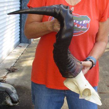 23" Horns on Male Red Hartebeest Skull Plate - $60