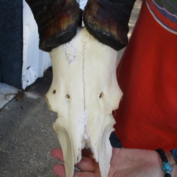 23" Horns on Male Red Hartebeest Skull Plate - $60