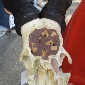 23" Horns on Male Red Hartebeest Skull Plate - $60