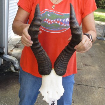 19" Horns on Male Red Hartebeest Skull Plate - $60