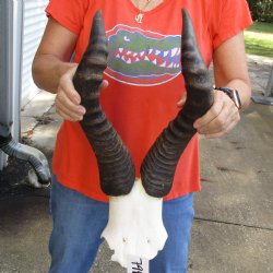 19" Horns on Male Red Hartebeest Skull Plate - $60