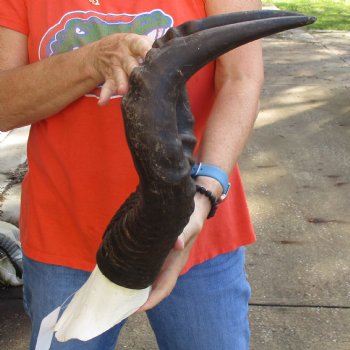 19" Horns on Male Red Hartebeest Skull Plate - $60