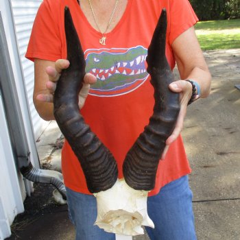 19" Horns on Male Red Hartebeest Skull Plate - $60